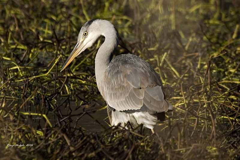 Airone cenerino - Ardea cinerea